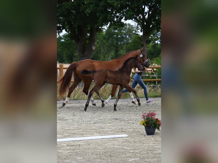 Oldenburg Mare  16,1 hh Bay-Dark in Wiesmoor