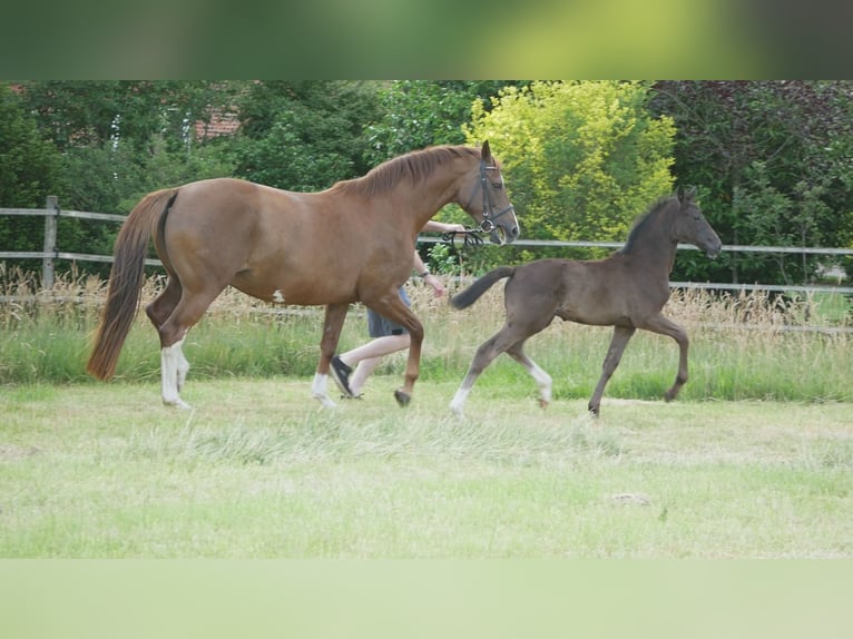 Oldenburg Mare Foal (04/2025) 16,1 hh Black in D&#xF6;tlingen