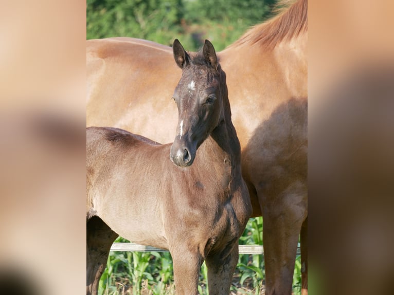 Oldenburg Mare Foal (04/2025) 16,1 hh Black in D&#xF6;tlingen