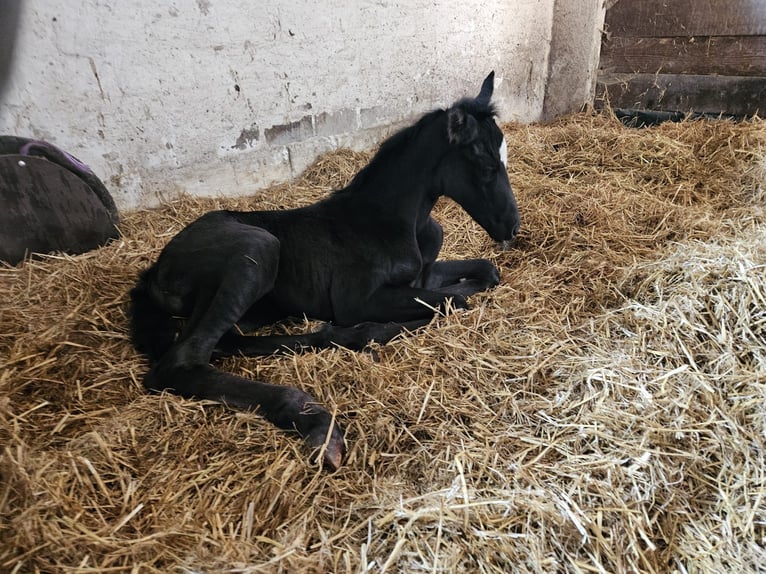 Oldenburg Mare  16,1 hh Black in Elsfleth