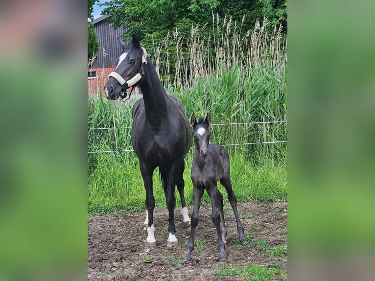 Oldenburg Mare  16,1 hh Black in Elsfleth