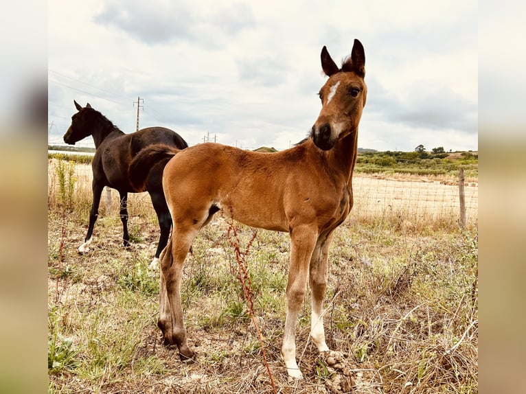 Oldenburg Mare  16,1 hh Black in Sintra
