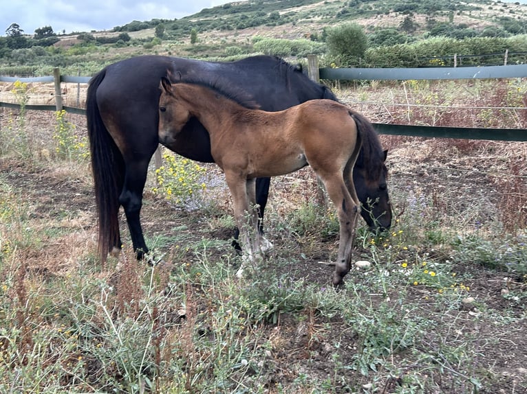 Oldenburg Mare  16,1 hh Black in Sintra