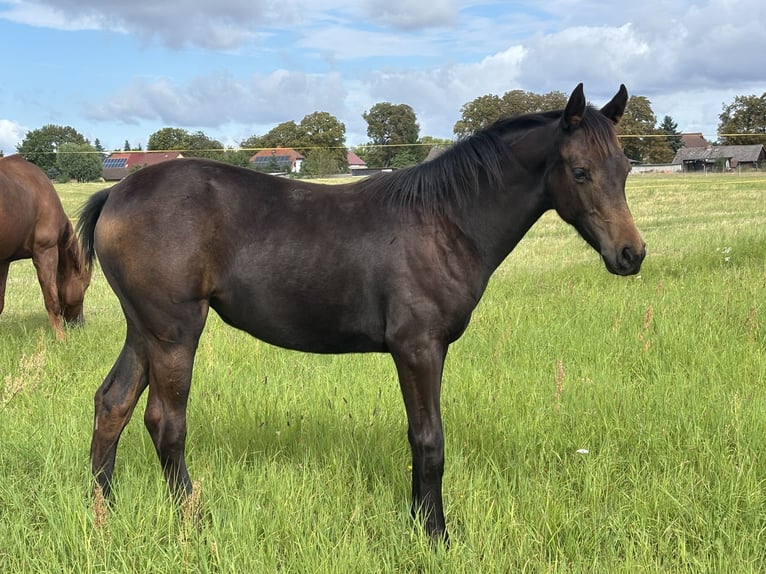 Oldenburg Mare Foal (03/2025) 16,1 hh Brown in Steinh&#xF6;fel