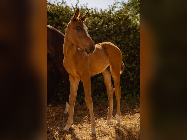 Oldenburg Mare  16,1 hh Brown in Madrid