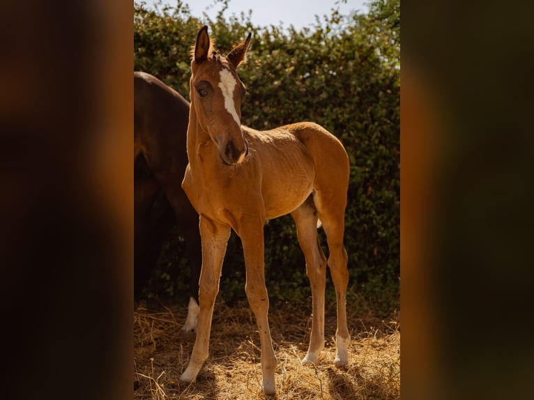 Oldenburg Mare  16,1 hh Brown in Madrid