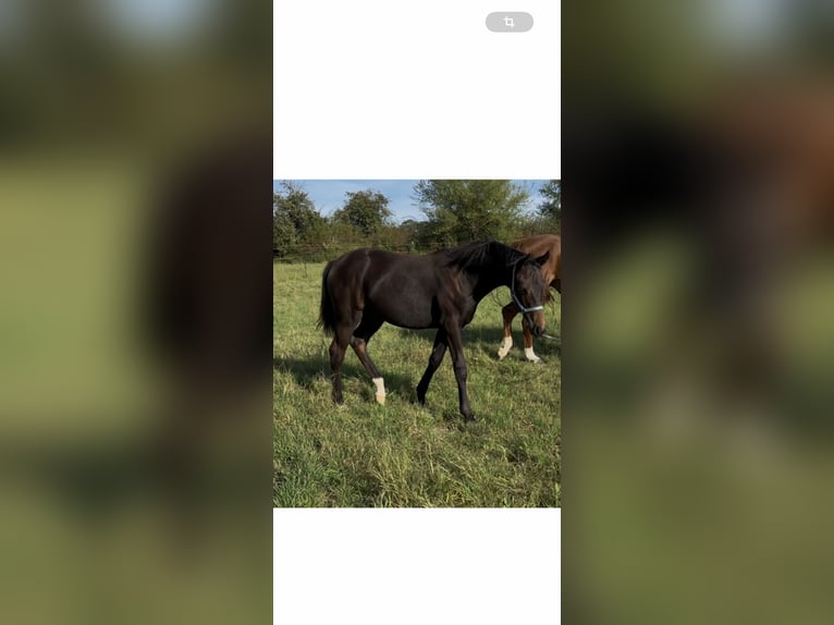 Oldenburg Mare Foal (03/2025) 16,1 hh Brown in Steinh&#xF6;fel