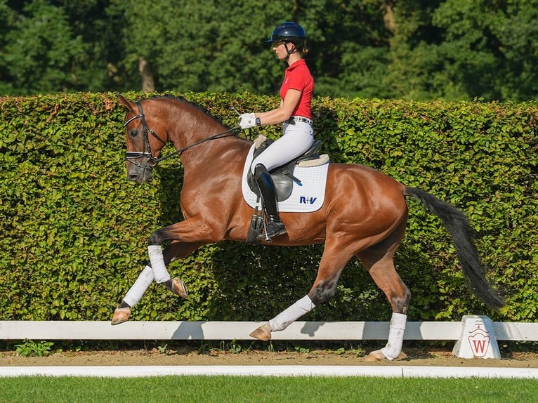 Oldenburg Mare Foal (05/2025) 16,1 hh Chestnut in Ganderkesee