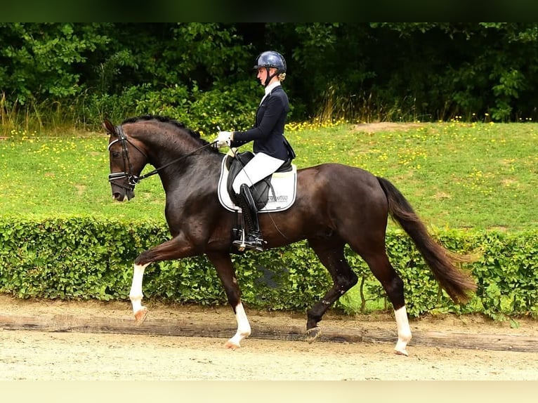 Oldenburg Mare Foal (05/2025) 16,1 hh Chestnut in Ganderkesee