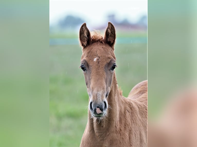 Oldenburg Mare  16,1 hh Chestnut-Red in Wittmund