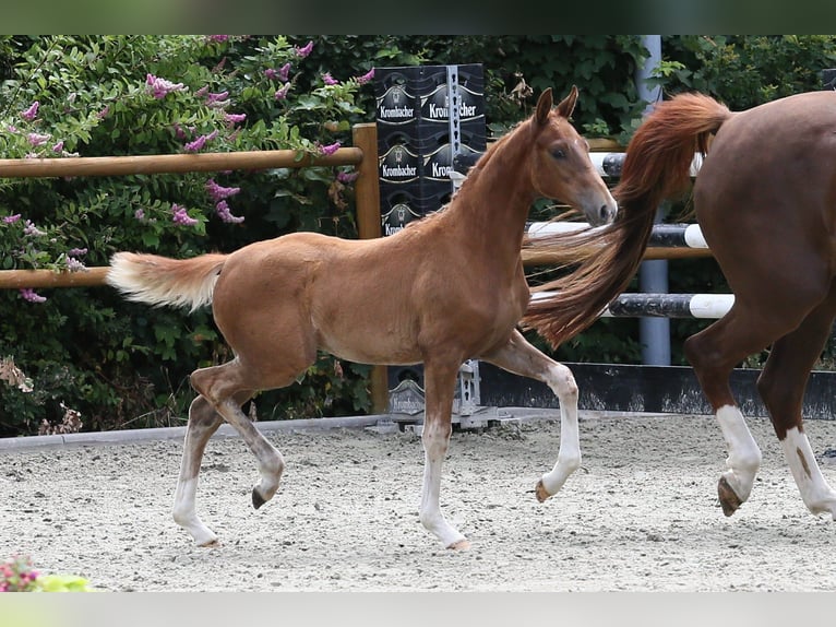 Oldenburg Mare Foal (04/2025) 16,1 hh Chestnut-Red in Wittmund