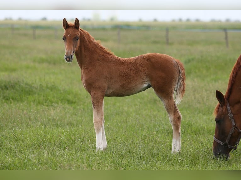 Oldenburg Mare  16,1 hh Chestnut-Red in Wittmund