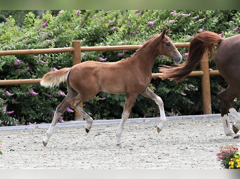 Oldenburg Mare Foal (04/2025) 16,1 hh Chestnut-Red in Wittmund