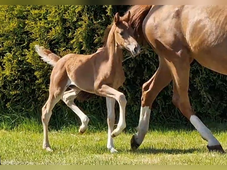 Oldenburg Mare  16,1 hh Chestnut-Red in Wittmund