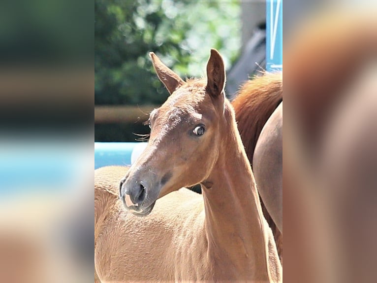Oldenburg Mare Foal (04/2025) 16,1 hh Chestnut-Red in Wittmund
