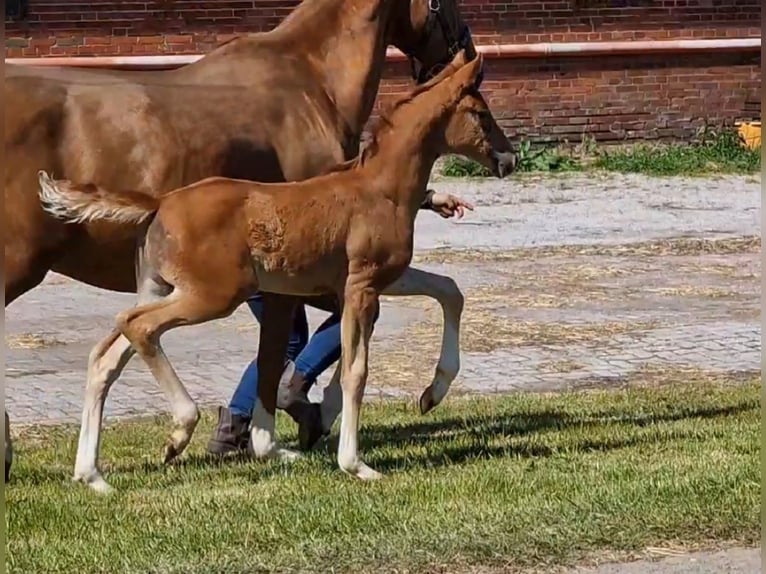 Oldenburg Mare  16,1 hh Chestnut-Red in Wittmund