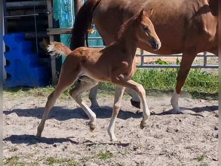 Oldenburg Mare  16,1 hh Chestnut-Red in Wittmund