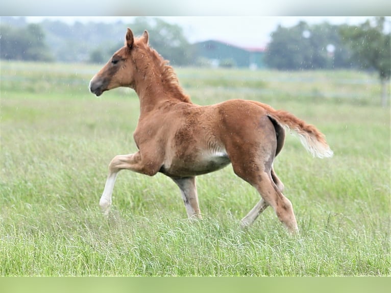 Oldenburg Mare  16,1 hh Chestnut-Red in Wittmund