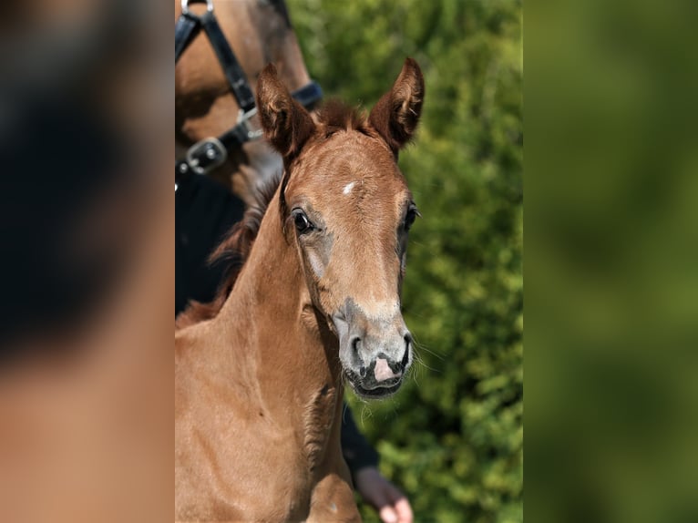 Oldenburg Mare  16,1 hh Chestnut-Red in Wittmund