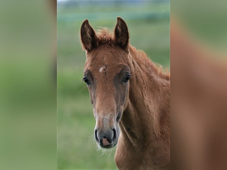 Oldenburg Mare  16,1 hh Chestnut-Red in Wittmund