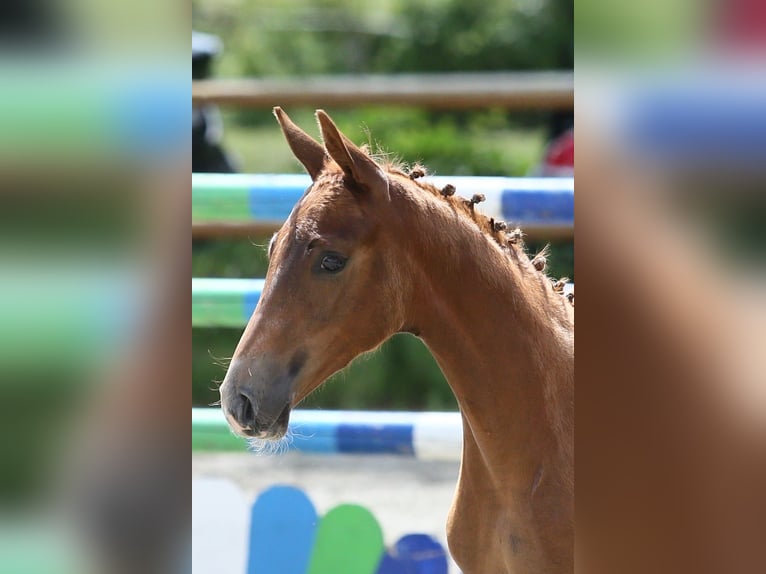 Oldenburg Mare Foal (04/2025) 16,1 hh Chestnut-Red in Wittmund