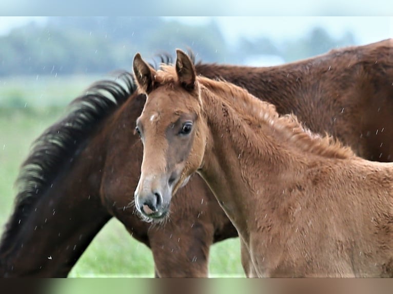 Oldenburg Mare  16,1 hh Chestnut-Red in Wittmund