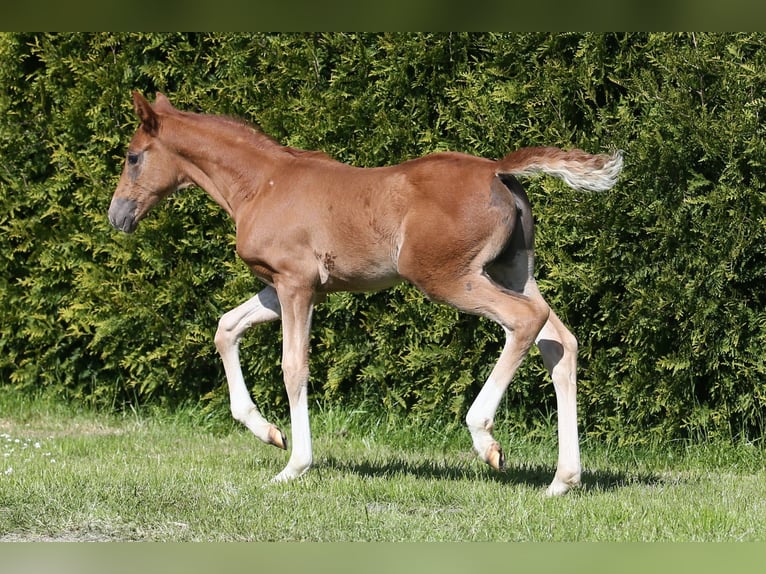 Oldenburg Mare  16,1 hh Chestnut-Red in Wittmund