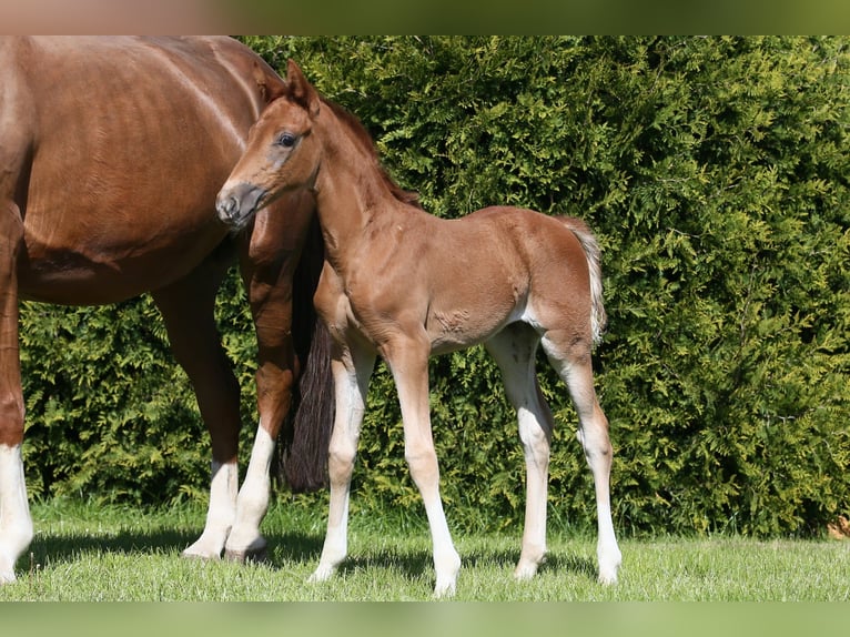 Oldenburg Mare  16,1 hh Chestnut-Red in Wittmund
