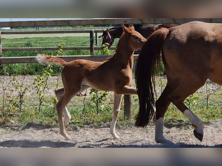 Oldenburg Mare  16,1 hh Chestnut-Red in Wittmund