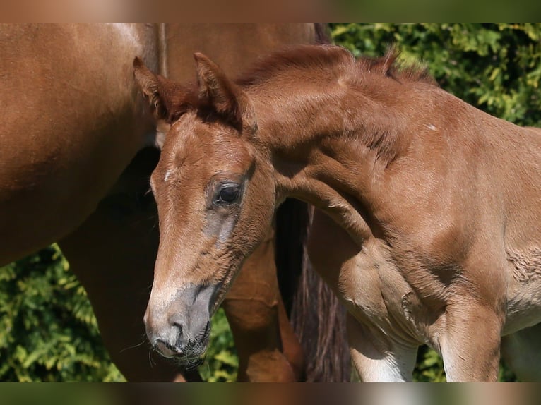 Oldenburg Mare  16,1 hh Chestnut-Red in Wittmund