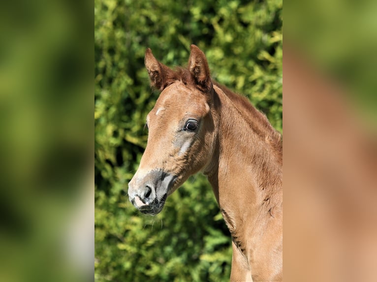 Oldenburg Mare  16,1 hh Chestnut-Red in Wittmund
