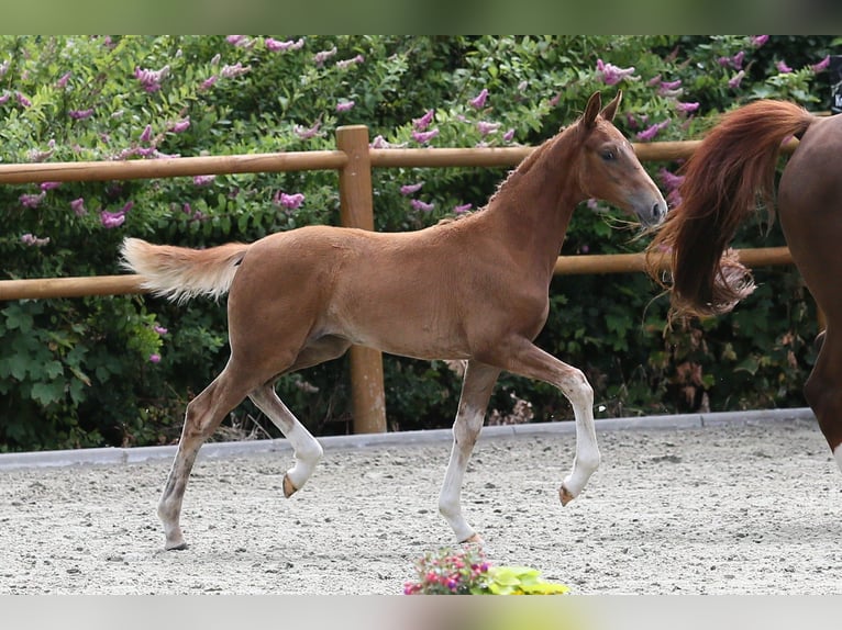 Oldenburg Mare Foal (04/2025) 16,1 hh Chestnut-Red in Wittmund
