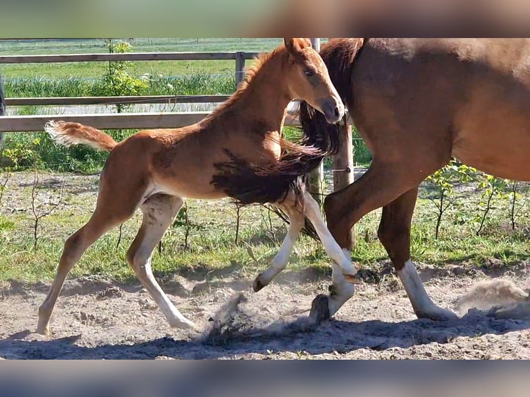 Oldenburg Mare Foal (04/2025) 16,1 hh in Wittmund