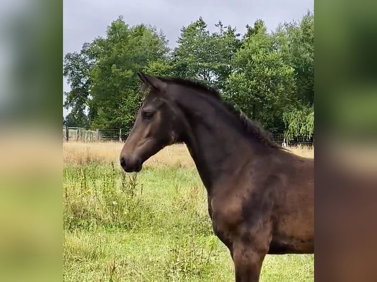 Oldenburg Mare  16,1 hh in HalleHalle