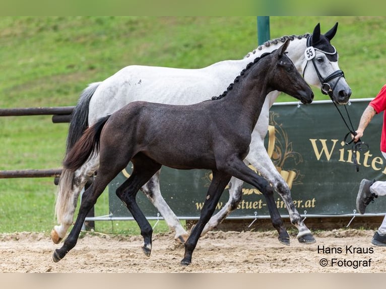 Oldenburg Mare Foal (03/2025) 16,1 hh Grey in Scheibbs