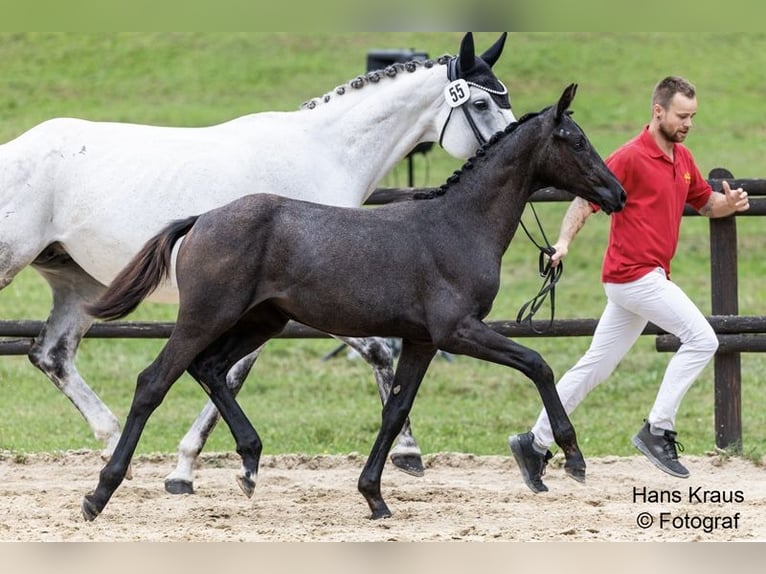 Oldenburg Mare Foal (03/2025) 16,1 hh Grey in Scheibbs