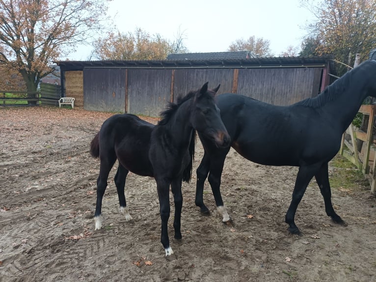 Oldenburg Mare Foal (06/2025) 16,1 hh Smoky-Black in Dinklage