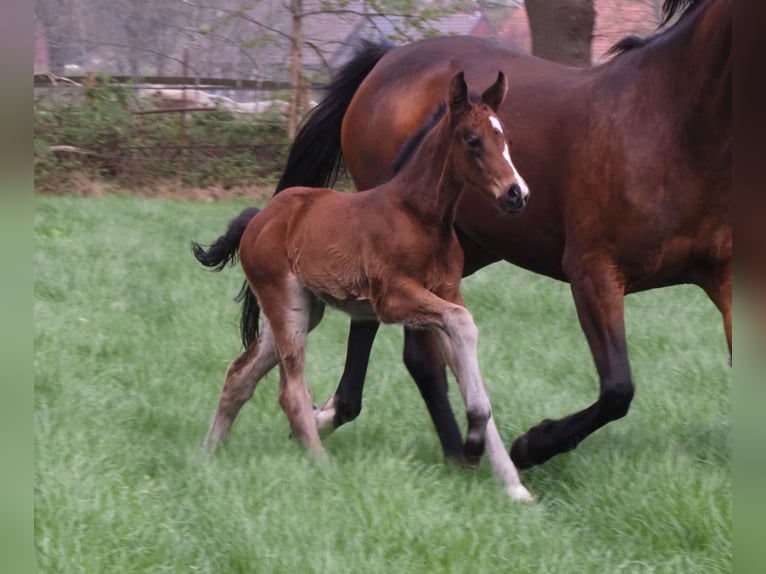 Oldenburg Mare Foal (04/2025) 16,2 hh Bay-Dark in Bramsche Oldenburg Mare Foal (04/2025) 16,2 hh Bay-Dark in Bramsche