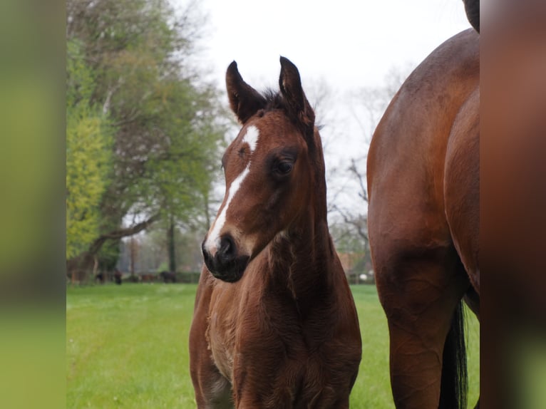 Oldenburg Mare Foal (04/2025) 16,2 hh Bay-Dark in Bramsche Oldenburg Mare Foal (04/2025) 16,2 hh Bay-Dark in Bramsche