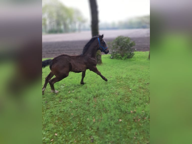 Oldenburg Mare  16,2 hh Bay-Dark in Emlichheim