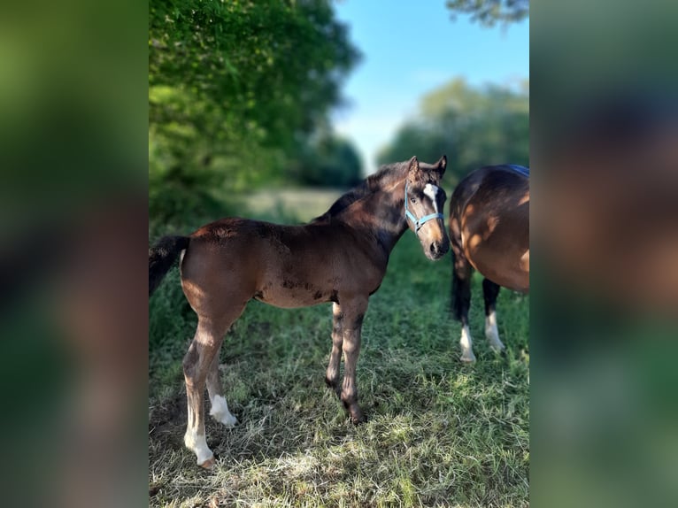 Oldenburg Mare  16,2 hh Bay-Dark in Emlichheim