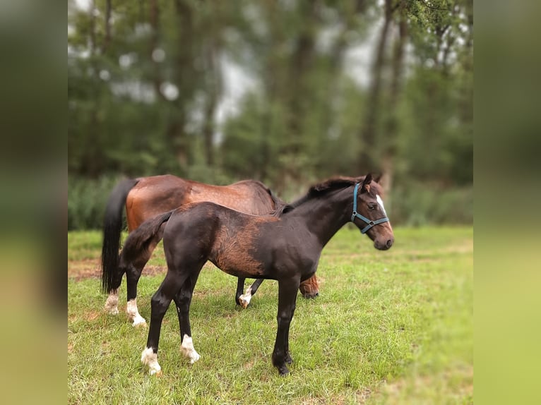 Oldenburg Mix Mare  16,2 hh Bay-Dark in Emlichheim