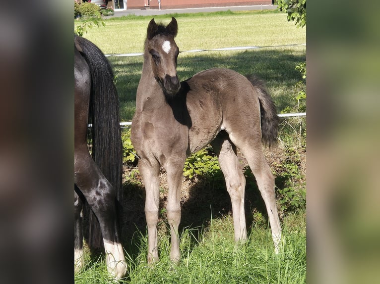 Oldenburg Mare  16,2 hh Black in Westerstede