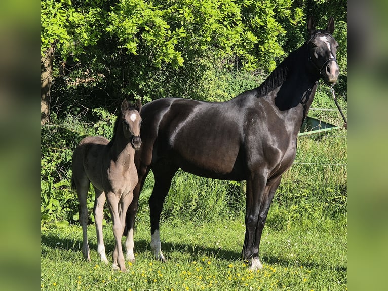 Oldenburg Mare  16,2 hh Black in Westerstede