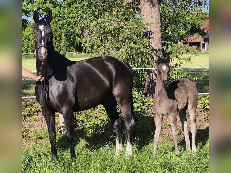 Oldenburg Mare  16,2 hh Black in Westerstede