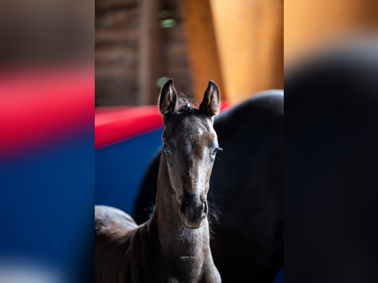Oldenburg Mare Foal (05/2025) 16,2 hh Black in Fehrbellin Protzen