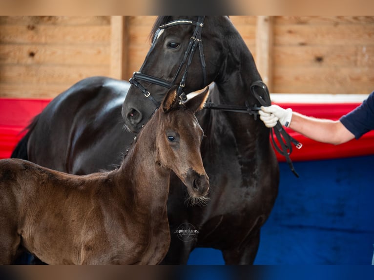 Oldenburg Mare Foal (05/2025) 16,2 hh Black in Fehrbellin Protzen