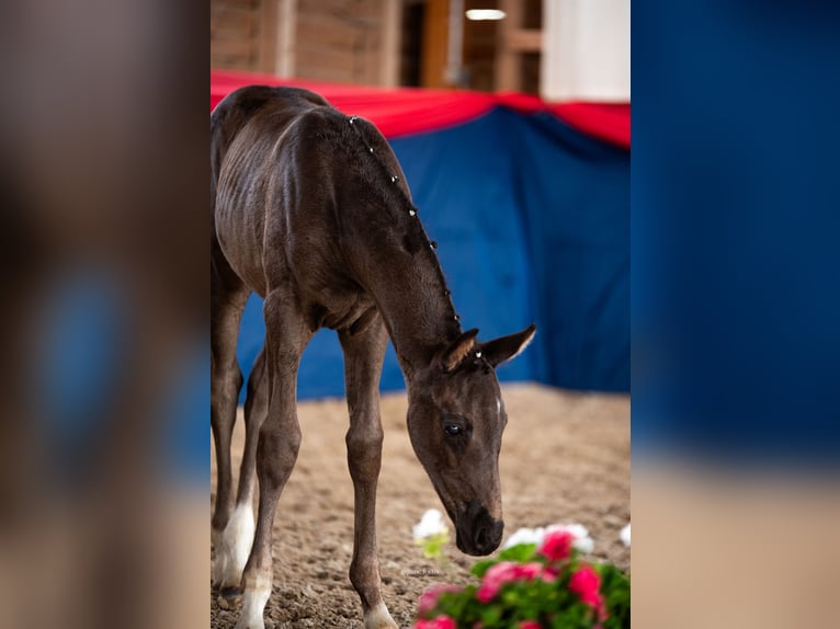 Oldenburg Mare Foal (05/2025) 16,2 hh Black in Fehrbellin Protzen