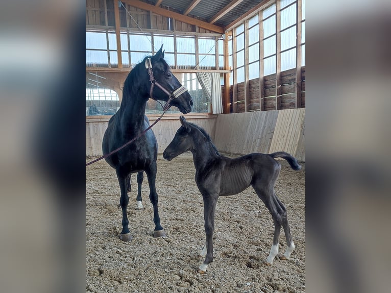 Oldenburg Mare Foal (05/2025) 16,2 hh Black in Fehrbellin Protzen