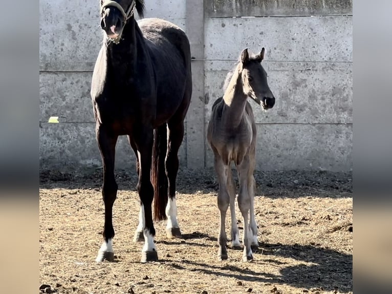 Oldenburg Mare  16,2 hh Black in Waddekath